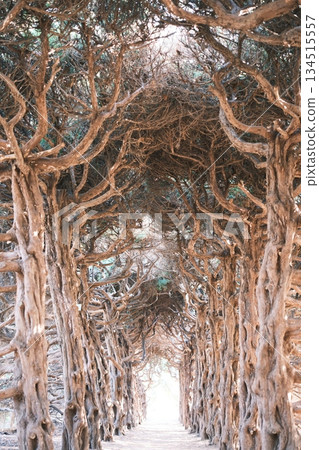 A mysterious natural corridor created by intertwining tree branches A mysterious natural corridor created by intertwining tree branches 134515557