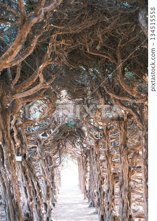 A mysterious tunnel created by twisted trees and a ray of hope A mysterious tunnel created by twisted trees and a ray of hope 134515558