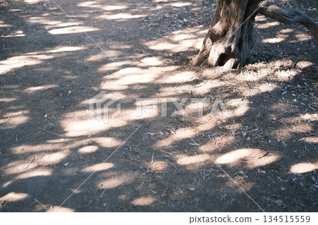 Forest floor and tree roots bathed in sunlight Forest floor and tree roots bathed in sunlight 134515559