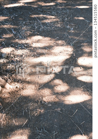 Shadows of sunlight filtering through the trees onto the dirt ground littered with dead leaves and twigs 134515560