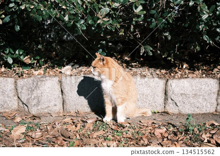 Strong sunlight and shadows, a brown tabby cat standing in front of a stone wall 134515562