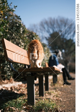 一隻棕色虎斑貓站在陽光明媚的公園長椅上 134515566
