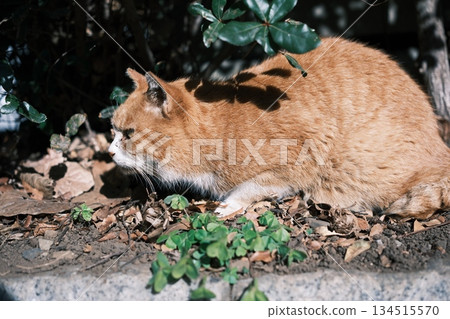 A brown cat hiding on the ground in the strong sunlight 134515570