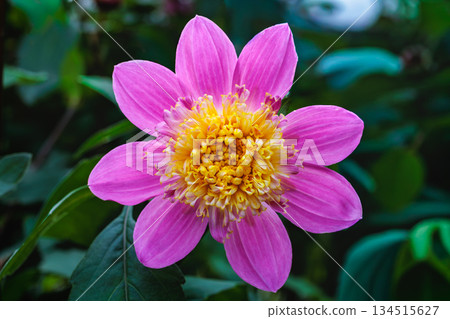A pale pink dahlia with a yellow center blooming beautifully in the garden A pale pink dahlia with a yellow center blooming beautifully in the garden 134515627