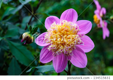 A pale pink dahlia with a yellow center blooming beautifully in the garden A pale pink dahlia with a yellow center blooming beautifully in the garden 134515631