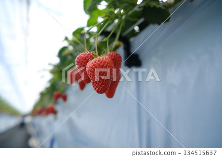 Bright red, juicy, ripe strawberries lining the ground 134515637
