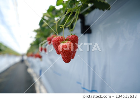 溫室種植的新鮮草莓 134515638