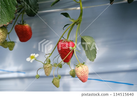 Strawberry development process (ripe, unripe, flower) Strawberry development process (ripe, unripe, flower) 134515640