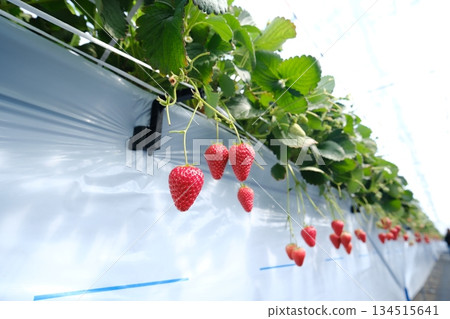 從下方可以看到，生長在架高苗床上的鮮紅色草莓。 134515641