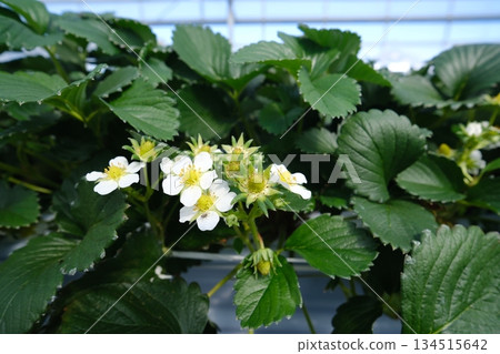 Greenhouse-grown strawberries with pure white flowers and fresh green leaves 134515642