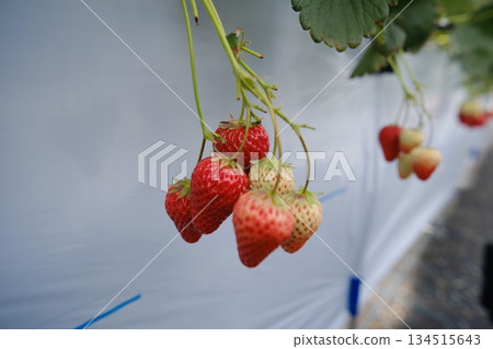成熟紅色草莓及其彩色果實的特寫（人工栽培） 134515643