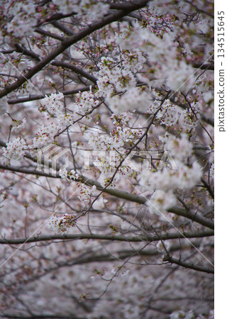 Dense cherry blossom branches and pale flowers in full bloom Dense cherry blossom branches and pale flowers in full bloom 134515645