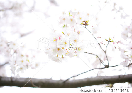 High-key close-up of fantastic cherry blossoms 134515658