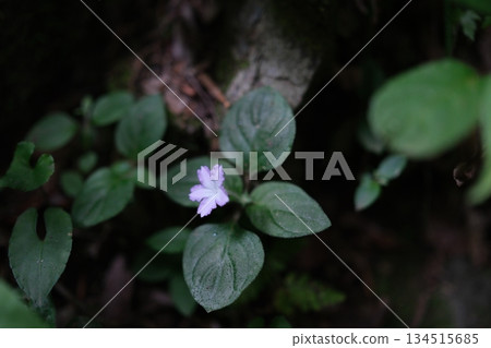 黑暗中漂浮著淡紫色的小花 134515685