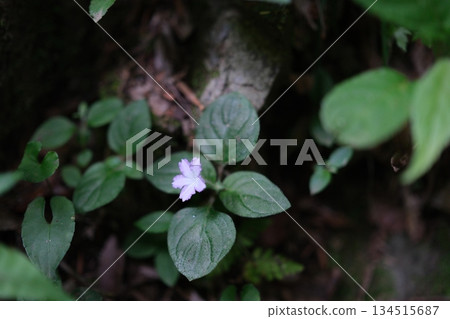 神秘的小淡紫色花朵漂浮在深綠色的水面上 神秘的小淡紫色花朵漂浮在深綠色的水面上 134515687