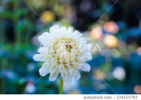 秋日花園裡，嬌嫩的白色大麗花競相綻放。 134515702