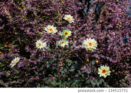 Beautiful yellow dahlia flowers blooming in the summer garden Beautiful yellow dahlia flowers blooming in the summer garden 134515731