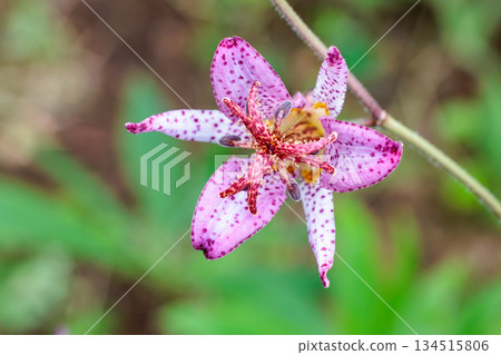 Close-up of beautiful Taiwan cuckoo flower blooming in an autumn garden 134515806