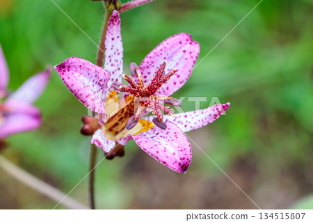 秋日花園中盛開的美麗台灣杜鵑花特寫 134515807