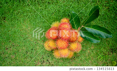 Red hairy rambutan fruit on grass, tropical fruit Harvest organic garden  134515813