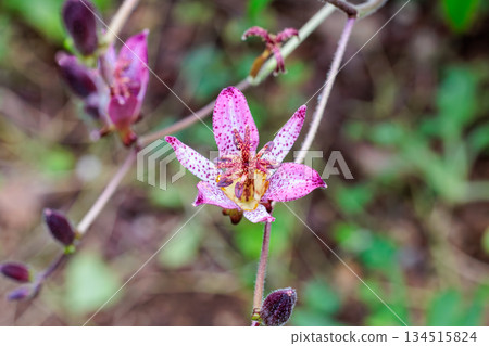 秋日花園裡盛開著美麗的台灣杜鵑花 134515824