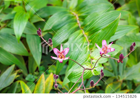 秋日花園裡盛開著美麗的台灣杜鵑花 秋日花園裡盛開著美麗的台灣杜鵑花 134515826