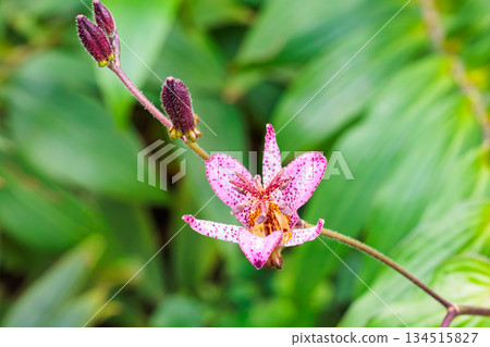 Beautiful Taiwan cuckoo flowers blooming in an autumn garden Beautiful Taiwan cuckoo flowers blooming in an autumn garden 134515827