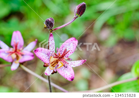 Beautiful Taiwan cuckoo flowers blooming in an autumn garden Beautiful Taiwan cuckoo flowers blooming in an autumn garden 134515828