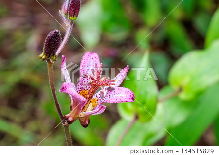 秋日花園裡盛開著美麗的台灣杜鵑花 秋日花園裡盛開著美麗的台灣杜鵑花 134515829