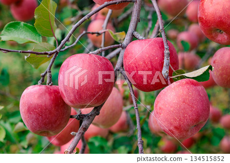 Close-up of delicious Fuji apples growing beautifully in an orchard Close-up of delicious Fuji apples growing beautifully in an orchard 134515852
