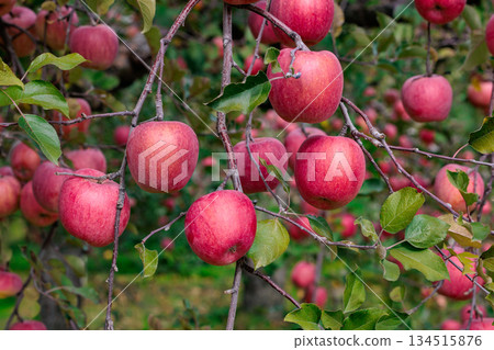 果園裡種植的美味富士蘋果 134515876