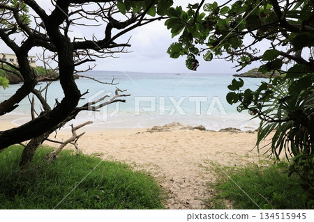 陰天從樹蔭下望向大海 陰天從樹蔭下望向大海 134515945