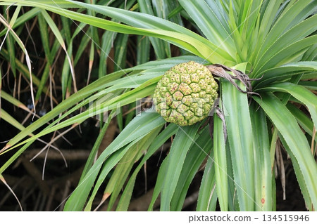 綠色露兜樹果實和葉子 綠色露兜樹果實和葉子 134515946