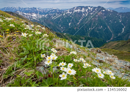View of the white anemone on the ridge of Mt. Mokura in the Tanigawa mountain range and Mt. Asahi and Mt. Makihata View of the white anemone on the ridge of Mt. Mokura in the Tanigawa mountain range and Mt. Asahi and Mt. Makihata 134516002