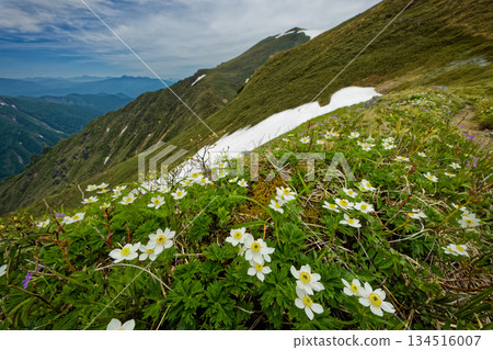White anemone flowers blooming on the traverse route to Yomogi Pass and Mt. Ichinokura in the Tanigawa Mountain Range White anemone flowers blooming on the traverse route to Yomogi Pass and Mt. Ichinokura in the Tanigawa Mountain Range 134516007