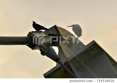 懸索橋上的烏鴉和蒼鷺 134516016