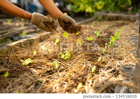 Hands in gloves spreading organic compost on small vegetable seedlings in the field. Careful cultivation and additional fertilization work. 134516020