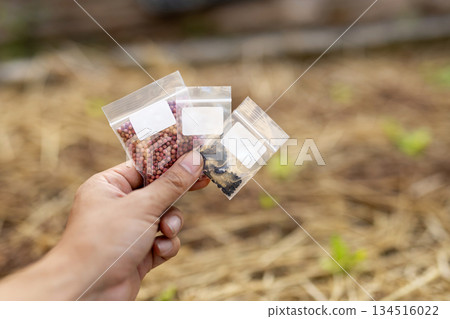 Hands holding a bag of vegetable seeds Planting plan and variety selection for home vegetable garden Hands holding a bag of vegetable seeds Planting plan and variety selection for home vegetable garden 134516022