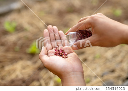 Vegetable seeds in the palm of your hand and ready to sow. Image of food self-sufficiency and investment in the future. 134516023