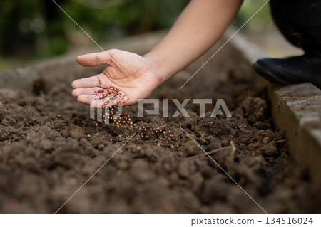 Farmers sowing seeds in the soil of a well-maintained field. Spring sowing and the start of farming. Farmers sowing seeds in the soil of a well-maintained field. Spring sowing and the start of farming. 134516024