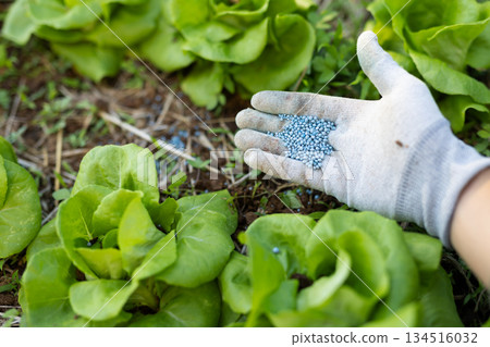 對農活、化肥施用和蔬菜生長管理的主觀視角，傳統農業 134516032