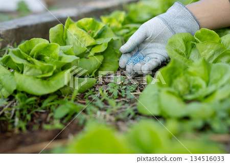 戴著手套的雙手正在菜園裡撒播藍色顆粒狀化學肥料。高效率施肥和追肥。 134516033