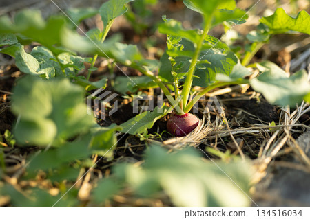 紅蘿蔔從稻草覆蓋物間探出頭來，晨光灑在根莖類蔬菜上，它們正在茁壯成長。 134516034