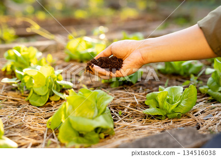 Farmers applying compost to lettuce fields Morning sunlight and organic vegetable cultivation 134516038