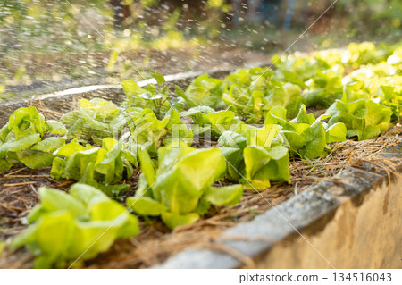 Watering the lettuce field. Freshly growing vegetables and sprays of water. Watering the lettuce field. Freshly growing vegetables and sprays of water. 134516043