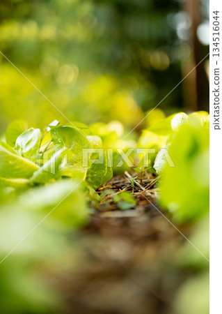新鮮乾淨的生菜田背景素材，留有空白區域，展現食品安全形象 134516044