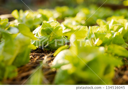 Close-up of fresh butterhead lettuce shining in the morning light. Freshly picked vegetables. Close-up of fresh butterhead lettuce shining in the morning light. Freshly picked vegetables. 134516045