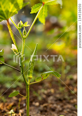 Farmers checking the size and quality of ripe okra. Harvesting time. 134516050