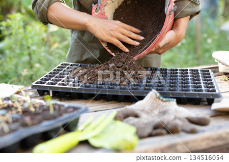 Farmers putting potting soil into seedling trays. Spring vegetable cultivation and soil filling work. 134516054