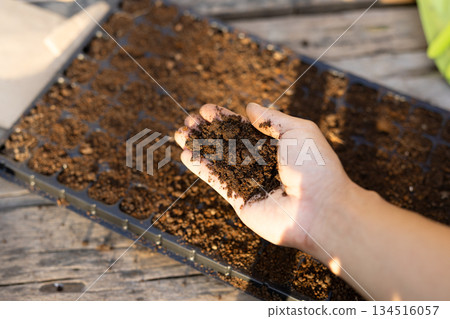 Subjective view of farming. Hands holding seedling trays and potting soil. Starting a home vegetable garden. 134516057